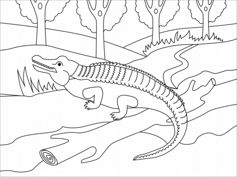 Coloring book alligator on a branch